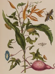 Ilustración de 