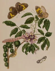 Ilustración de 