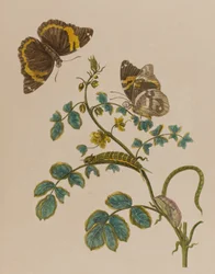 Ilustración de 