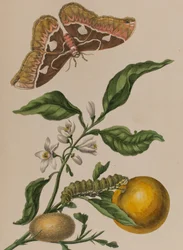Ilustración de 
