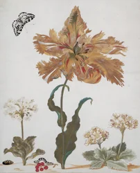 Un tulipán loro, aurículas, grosellas rojas, con una polilla urraca, su oruga y pupa, c.1670