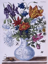 Escarabajo y diferentes flores - dess. por Maria Sibylla Merian, n.d., aprox. finales del siglo XVIII