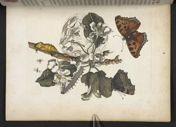 Mariposas, orugas y capullos, de 