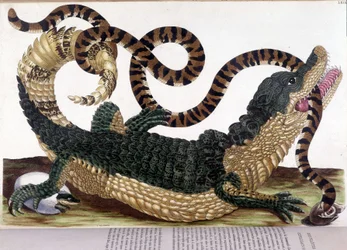 Lucha entre un cocodrilo y una serpiente - en "Historia general de los insectos de Surinam y de toda Europa", de Maria Sibylla de Merian, París