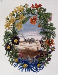 Hormiga - por Maria Sibylla Merian