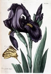 Iris de hoja ancha - en "Histoire générale des insects de Surinam et de toute l