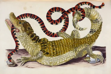 Caimán de Surinam protegiendo a sus crías de una serpiente de coral