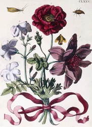 Varios insectos y flores europeos
