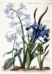 Jacinto oriental blanco, iris de hoja grande, diente de perro, muscari azul grande - en 