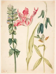 3 flores, en el centro un tulipán
