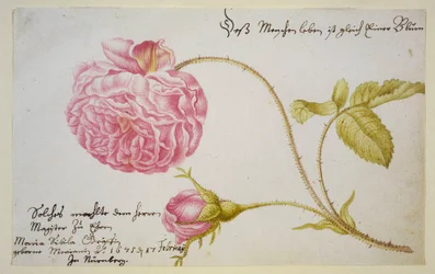Hoja de álbum con una rosa, 1675