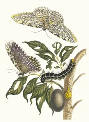 Arbre de gomme-gutte. Del libro Metamorphosis insectorum Surinamensium, 1705