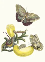 Bacores. Del libro Metamorfosis insectorum Surinamensium, 1705