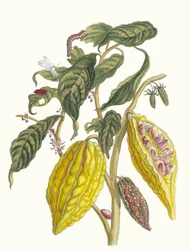Cacao. Del libro Metamorphosis insectorum Surinamensium, 1705