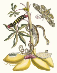 Cassave. Del libro Metamorphosis insectorum Surinamensium, 1705