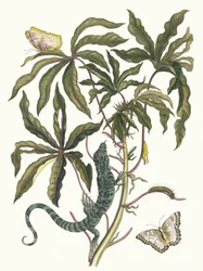 Yuca. Del libro Metamorphosis insectorum Surinamensium, 1705