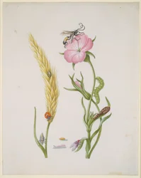 Espiga de cereal y neguilla con metamorfosis de la mariquita de cinco puntos y de la mosca azul