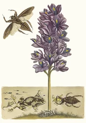 Eichhornia crassipes. Del libro Metamorphosis insectorum Surinamensium, 1705