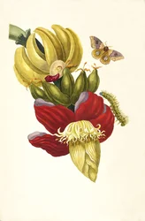 Del libro Metamorphosis insectorum Surinamensium, 1705