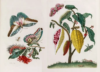 Del libro Metamorphosis insectorum Surinamensium, 1705