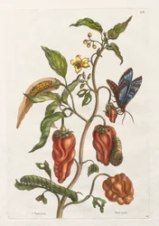 Historia general de los insectos de Surinam y de Europa: Vol I, No. 55 - Pimienta de Jamaica