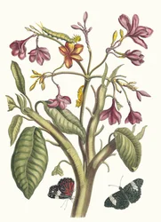 Jazmín de las Indias. Del libro Metamorphosis insectorum Surinamensium