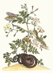 Jasminum grandiflorum. Del Libro Metamorphosis insectorum Surinamensium