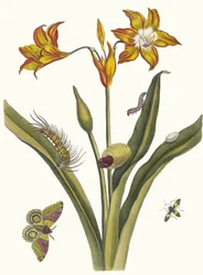 Lis Rouge. Del libro Metamorphosis insectorum Surinamensium
