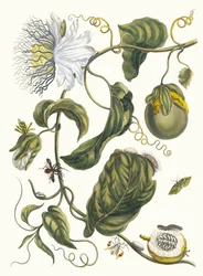 Marquiaas. Del libro Metamorphosis insectorum Surinamensium