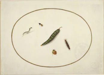 Orugas e insectos, en un óvalo horizontal, bordeados por una línea dorada, ejecutados finamente como una miniatura