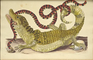 Caimán de anteojos Caiman crocodilus y una falsa serpiente coral, 1705