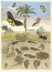 Escarabajo Ciervo, Anfibios y Palmeras. Del libro Metamorphosis insectorum