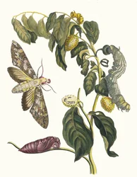 Zursak. Del libro Metamorphosis insectorum Surinamensium