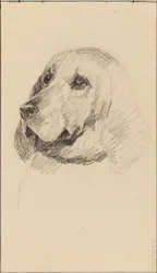 Cabeza de perro