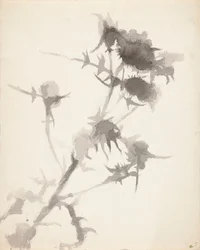 Cardos