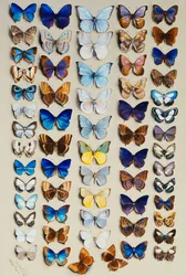 Un plato lleno de sesenta y dos mariposas, en cinco columnas, representando en su mayoría algunos de los miembros más grandes de la familia Lycaenidae