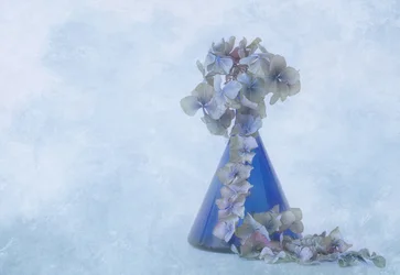 Naturaleza muerta con hortensias azules