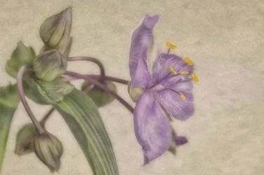 Delicada flor morada