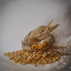 Cosecha de maíz dorado