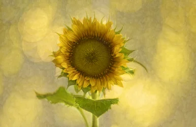 Girasol dorado suave