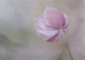 Flor rosa pálido