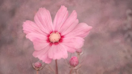 Cosmos rosa pálido