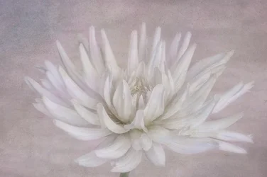 Dalia blanca suave