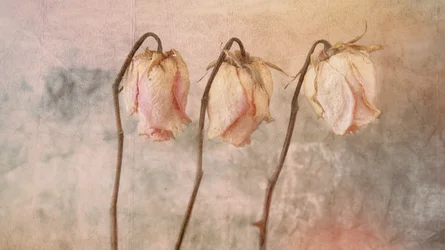 Tres rosas marchitas