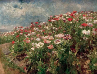 Amapolas en flor, motivo de St. Georgen cerca de Melk