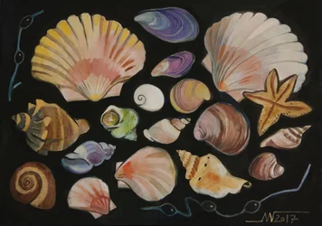 Conchas marinas de colores