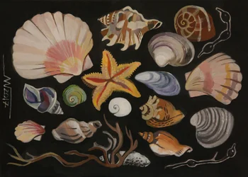 Colección de conchas marinas