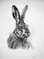 Dibujo de una liebre curiosa