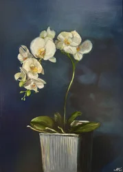 Elegante orquídea en maceta