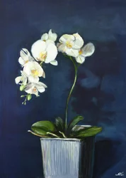 Elegantes orquídeas blancas